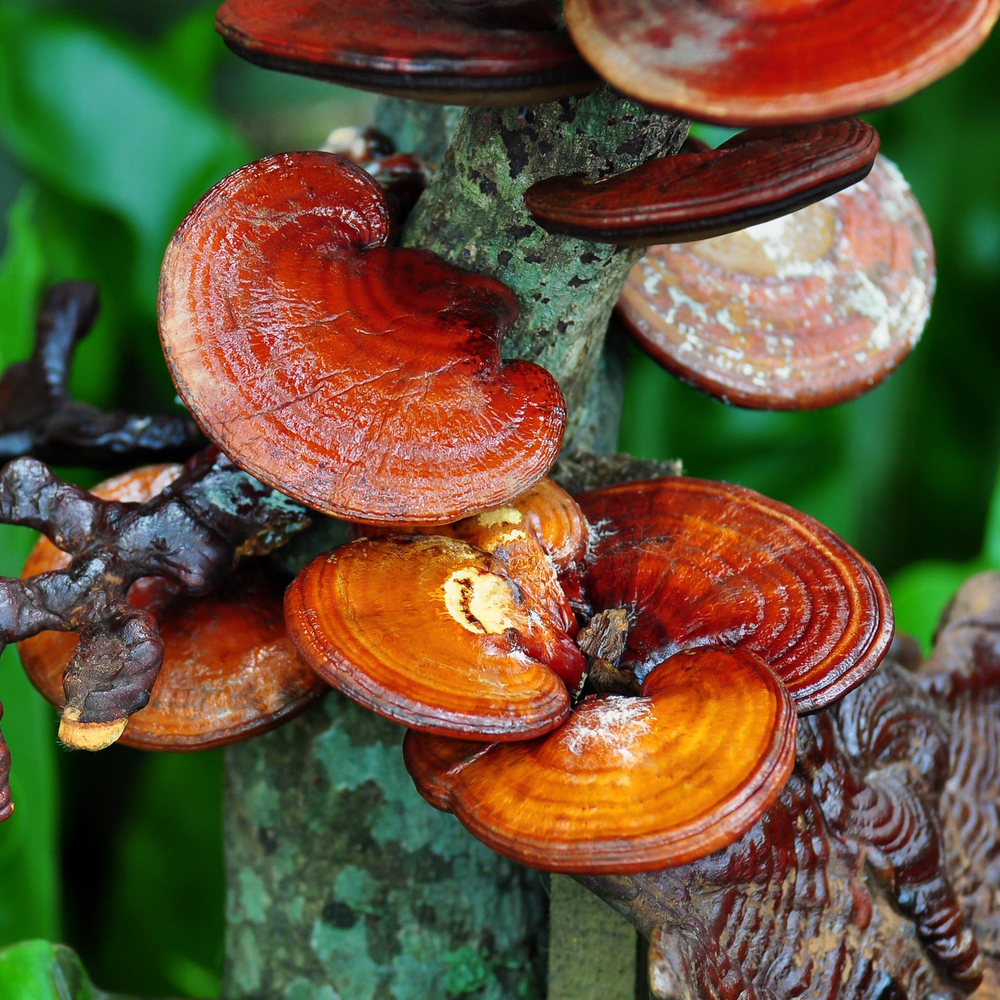 Traditioneller Räuchermix (90 g)