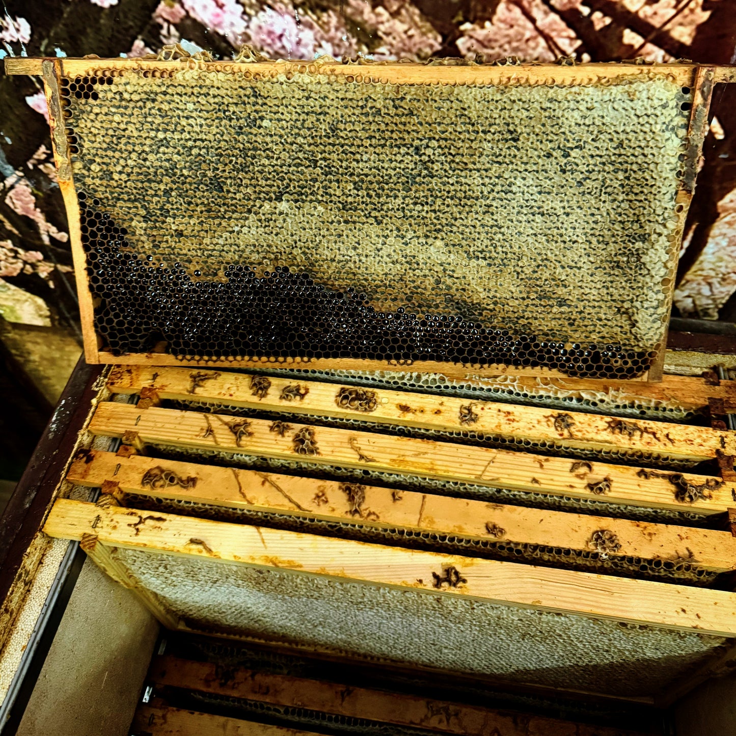 Premium Weißtannenhonig - Tief aus dem Wald (250 g)