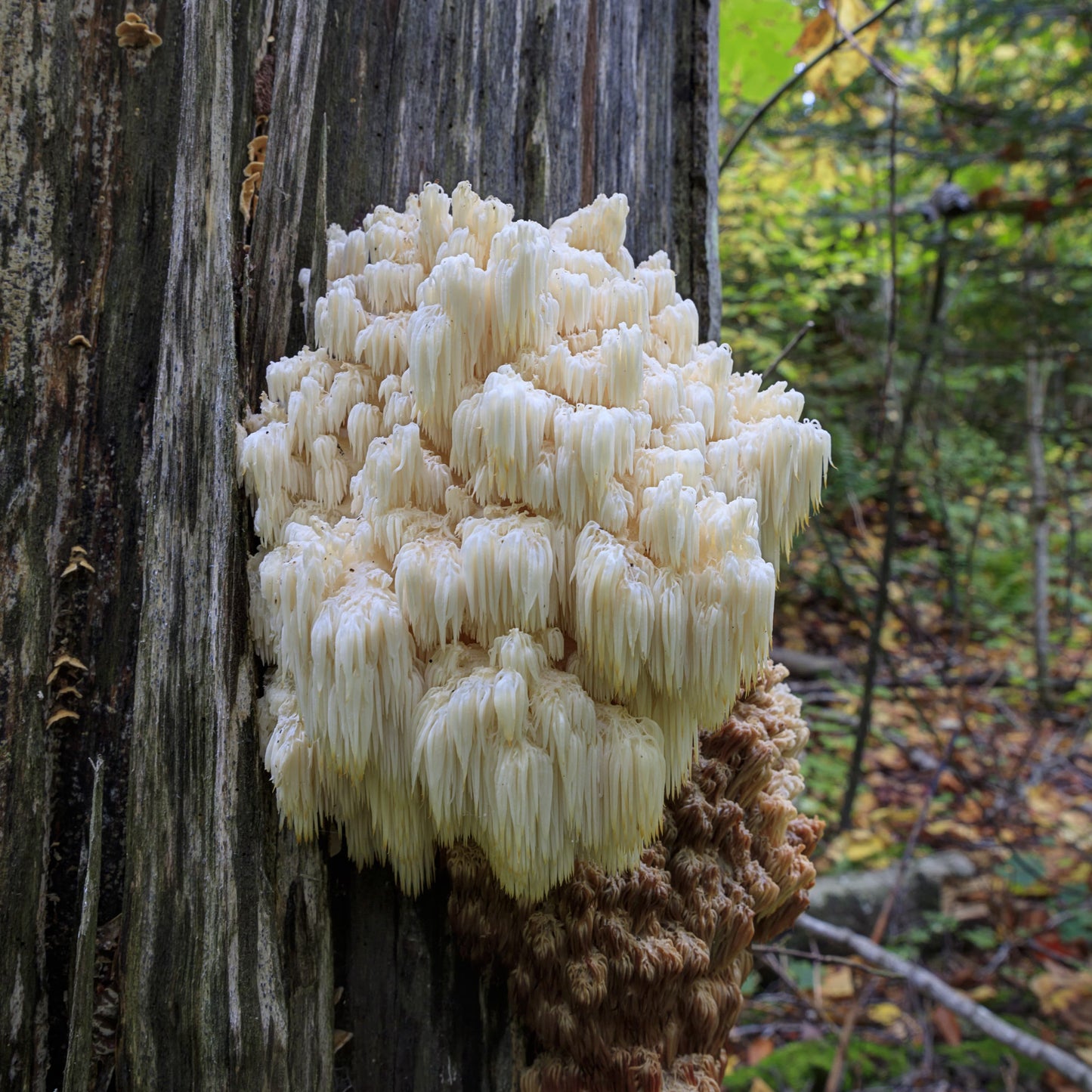Traditioneller Räuchermix (90 g)
