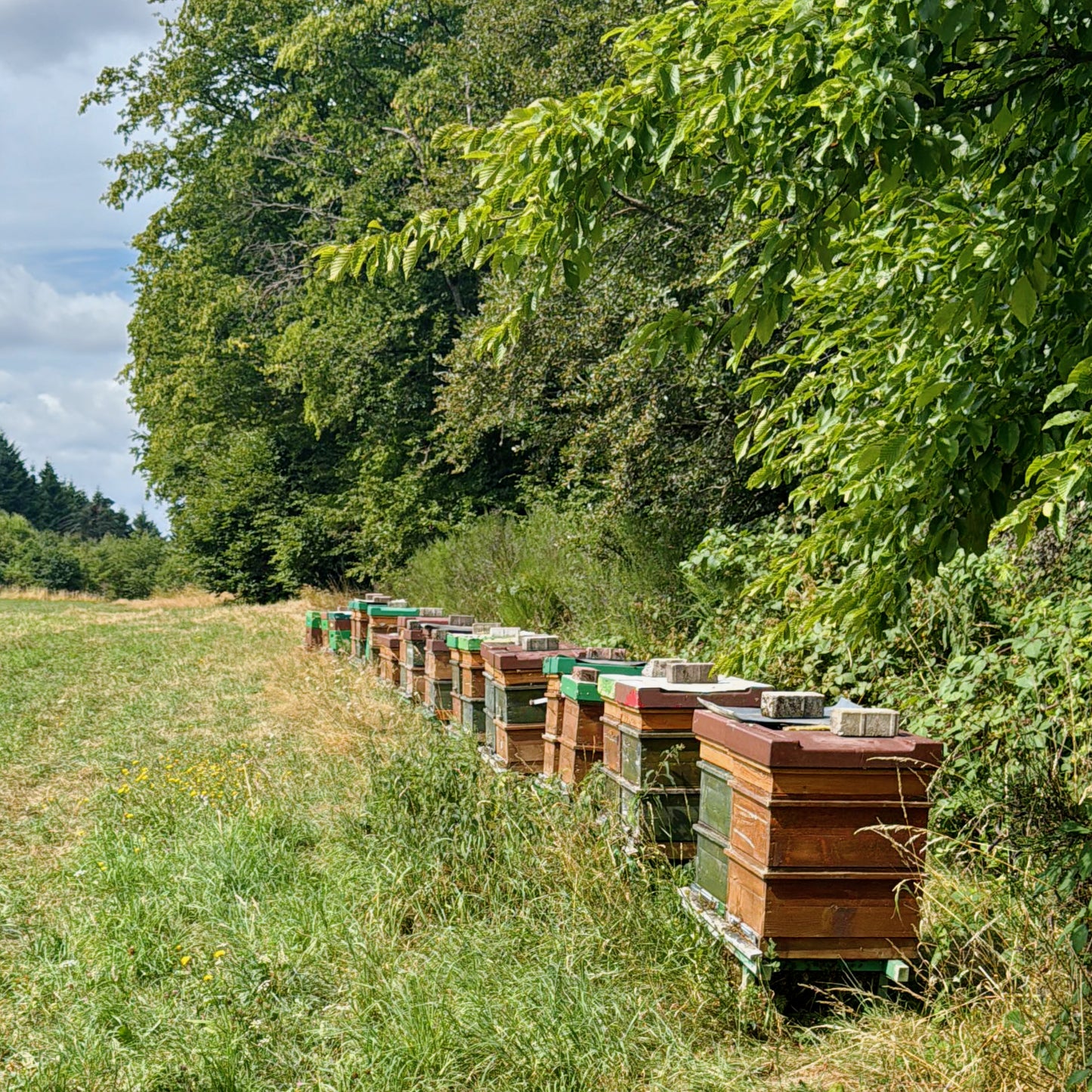 Premium Weißtannenhonig - Tief aus dem Wald (250 g)